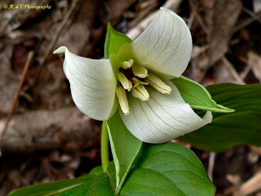{Trillium simile}